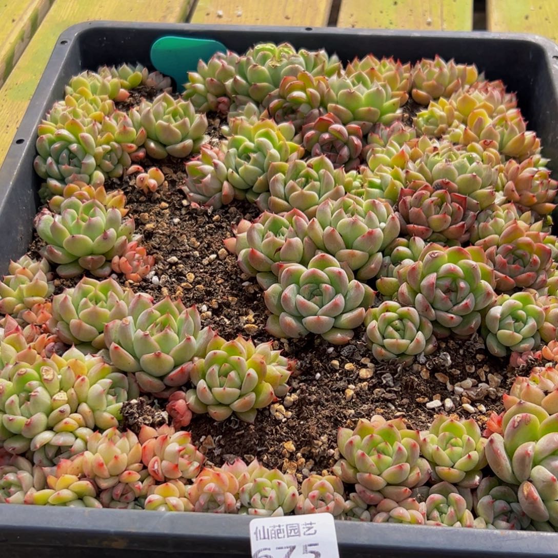 675多肉葡萄的味道是真的很