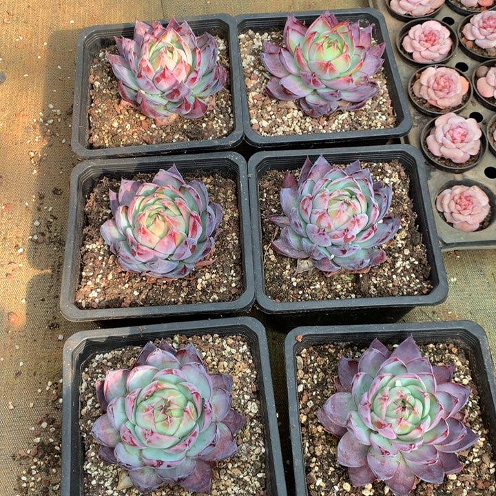 精品惊鸿仙子多肉植物两单包邮