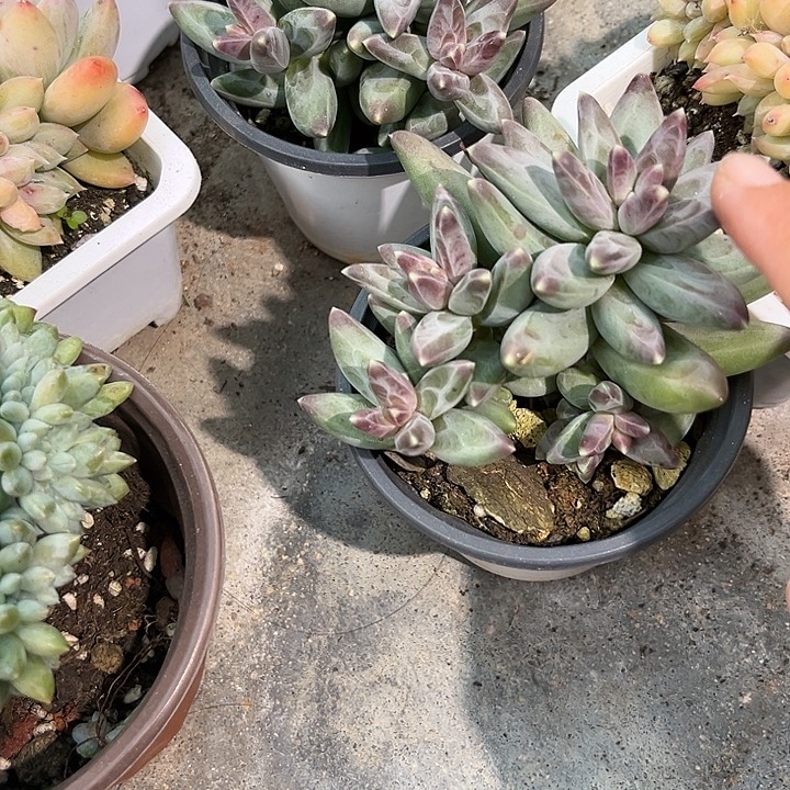 风羽56889778¥！旧框框k