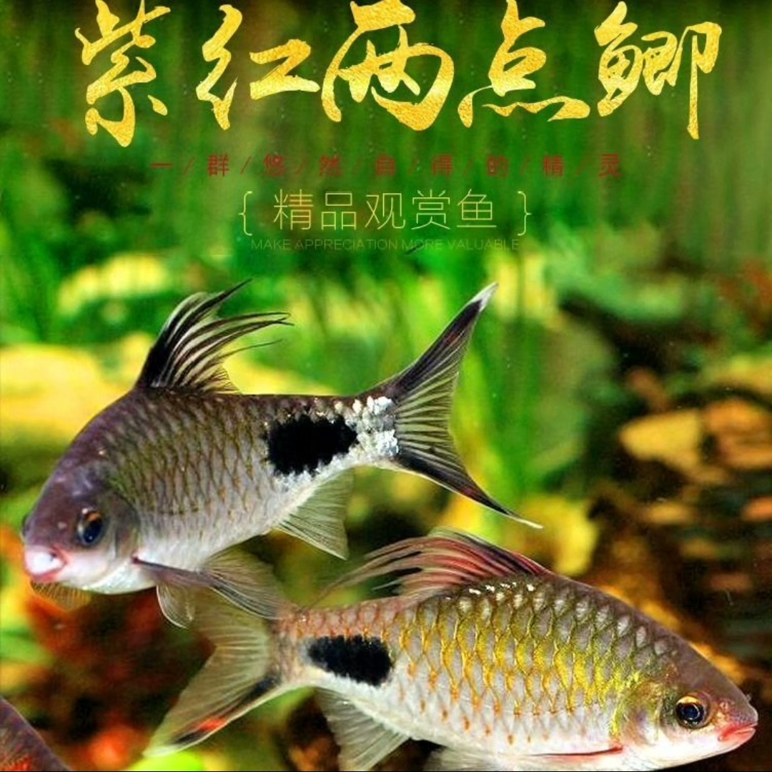 1条 微瑕疵5-7紫红两点鲫