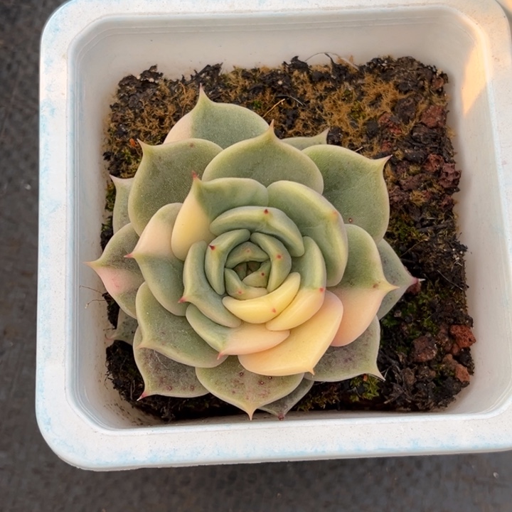 贝加尔湖锦花脸一颗