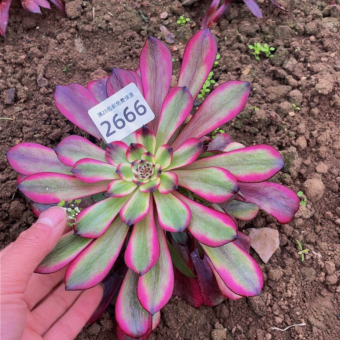 2666赤兔多肉植物