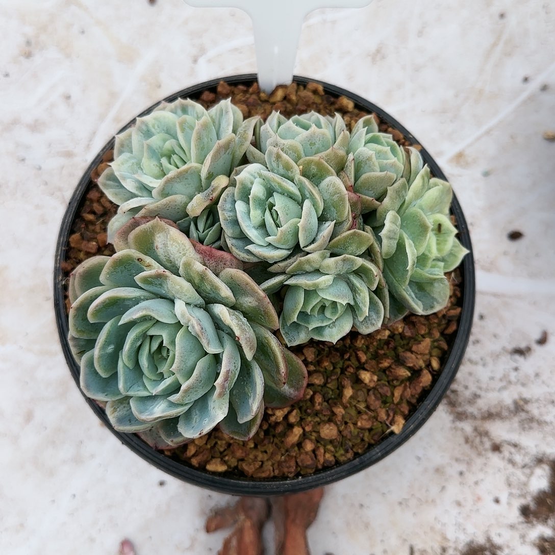 75号        245     肉