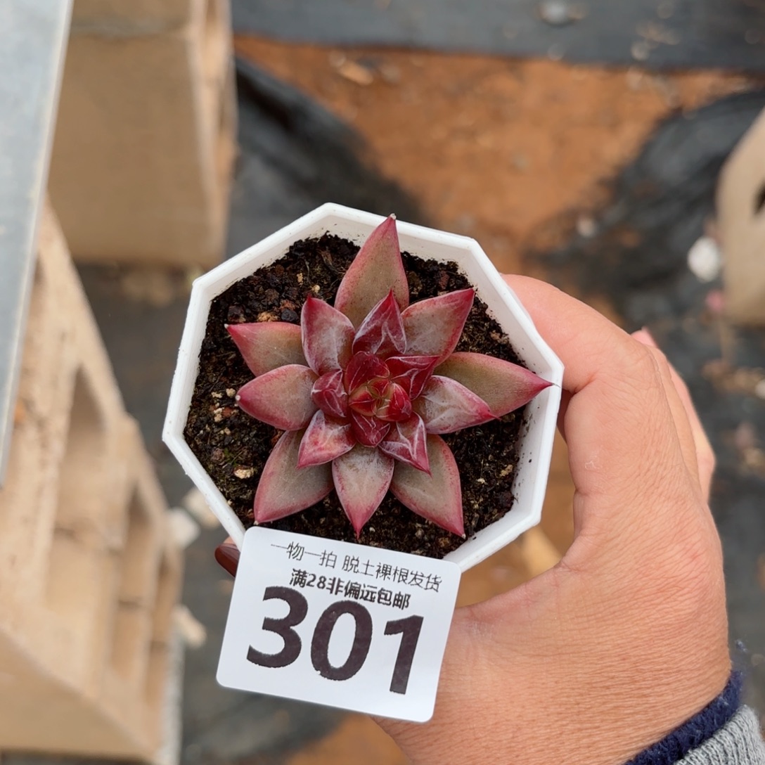 墨韵单头无盆土发货