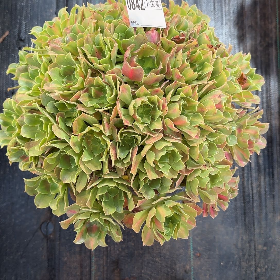 芒****0842多肉多肉粉中班多肉