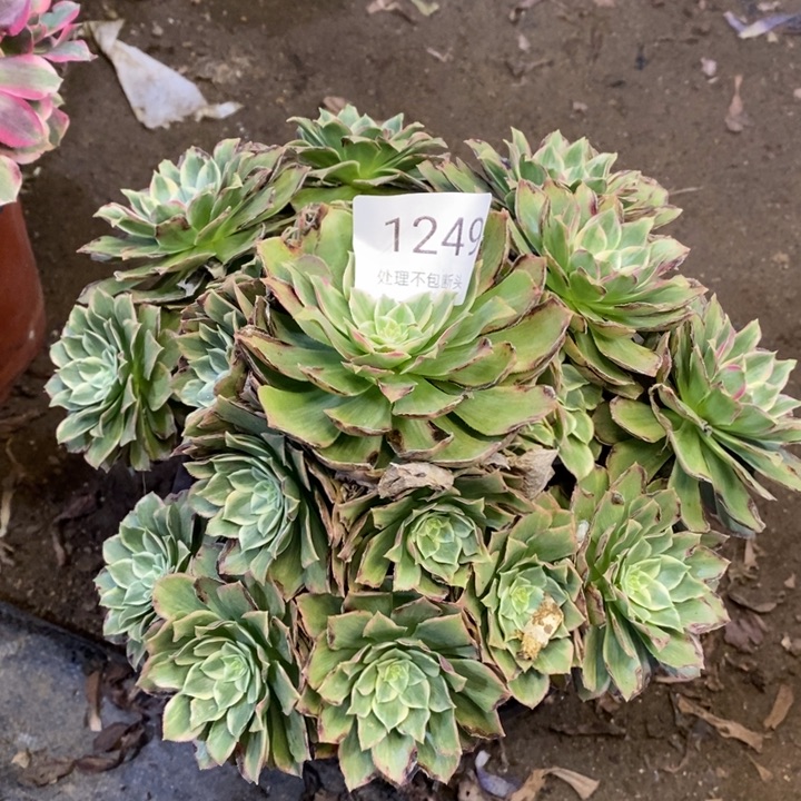 万花筒多肉断头不包1249