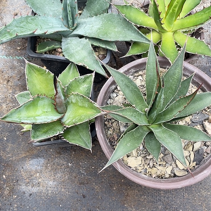 无花朵福利套餐4个品种