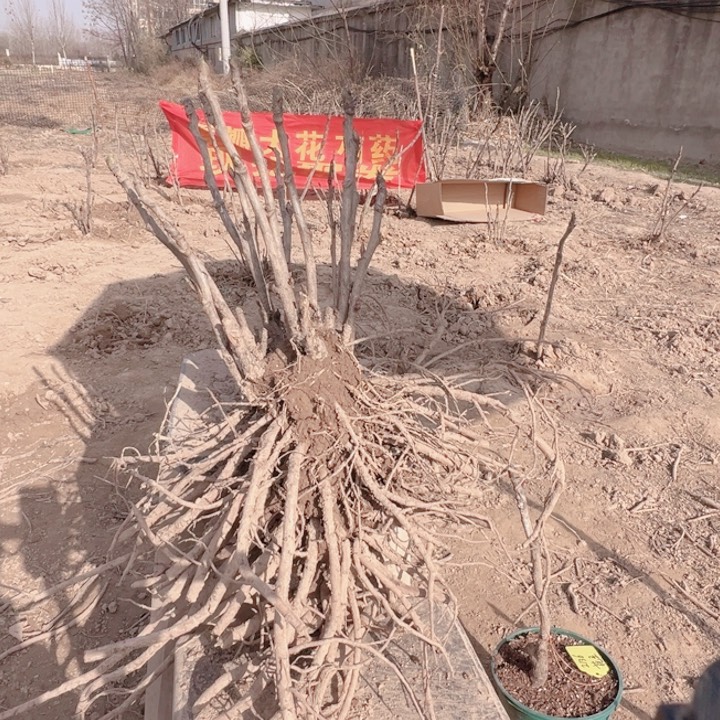 当前无花栽培后可以开花爱丽丝，蓝月亮各6颗