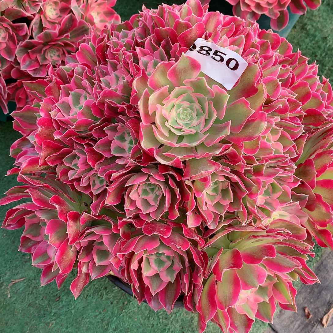 哈*850.叶罗刹多肉植物