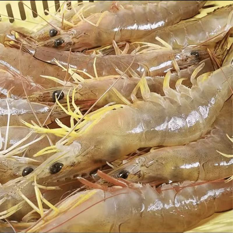北部湾海捕明虾15-22头  5斤