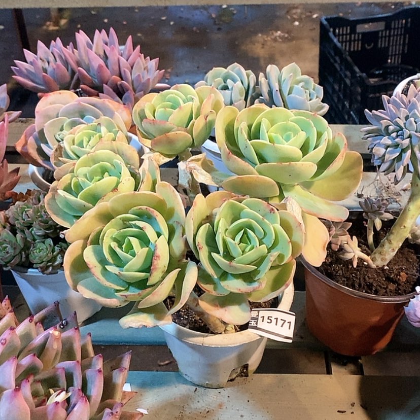 【闪购商品】碧桃15171