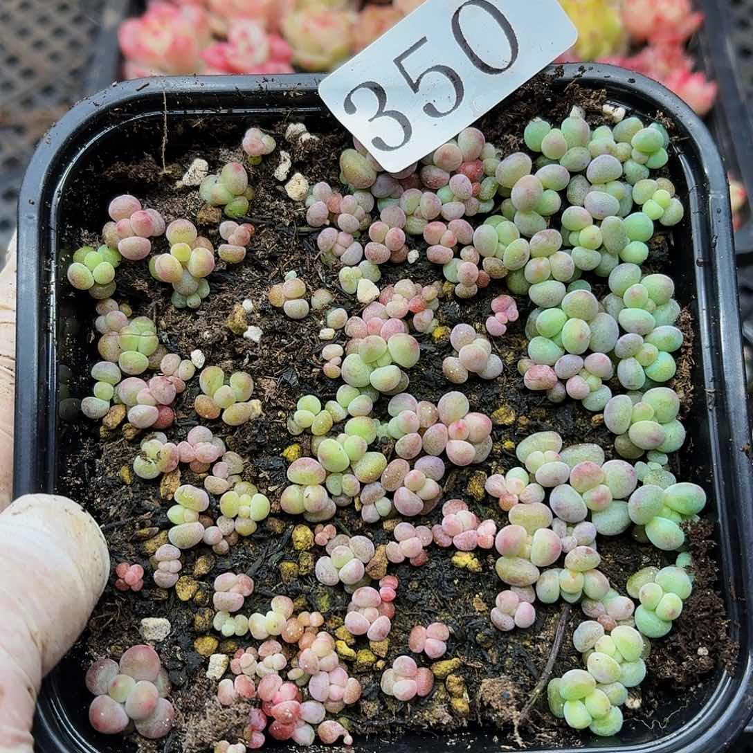 多肉植物多肉植物350