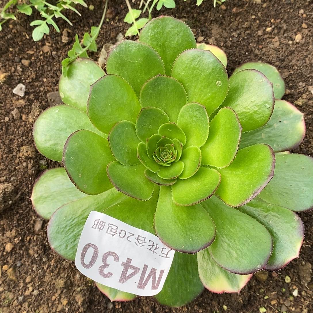 430雨荷多肉植物