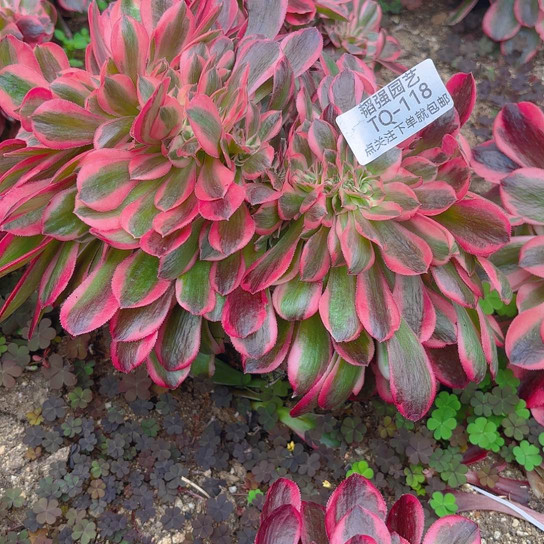 女郎缀多肉植物118