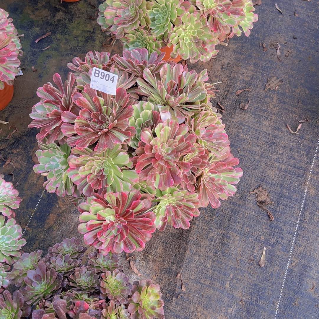 904，同花顺多肉植物法师