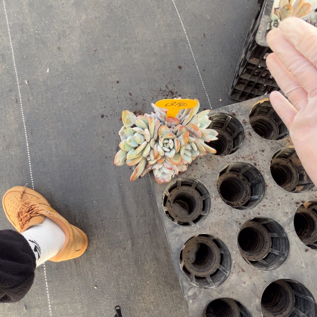 b14奶茶群生呀呀呀