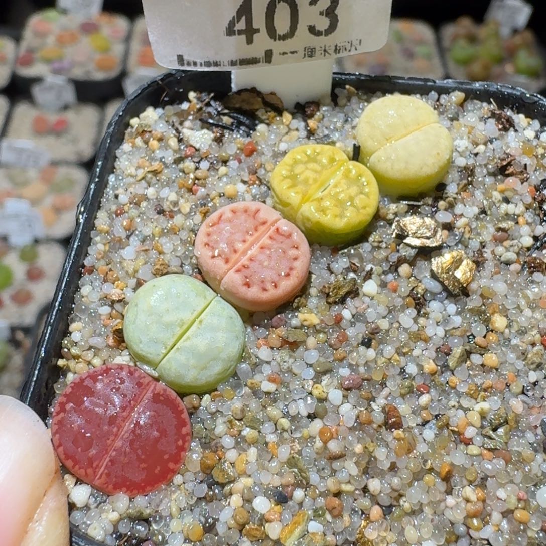 Sss精品生石花403