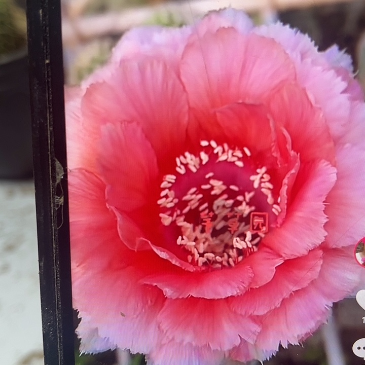 小***东超级花侧芽买一送一