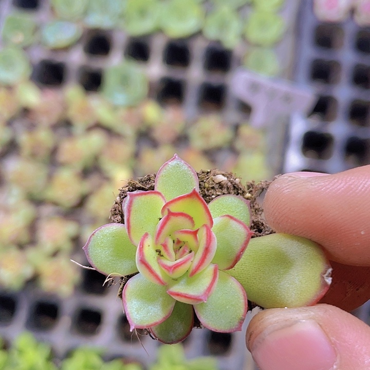 萤火虫【满10颗包邮】