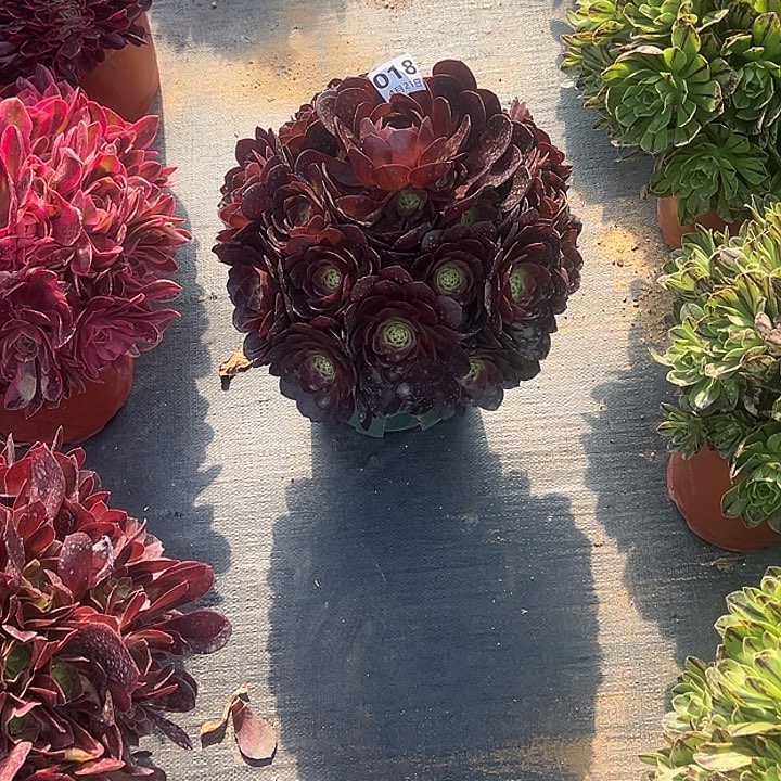 4.21-18黑膜多肉1