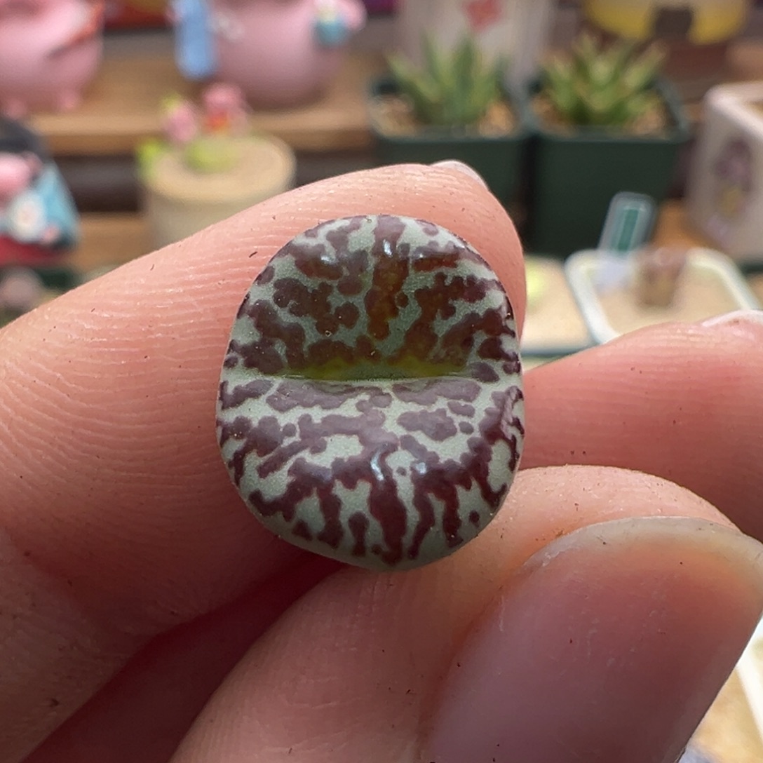 933。青蛙优选WC霓虹安贞