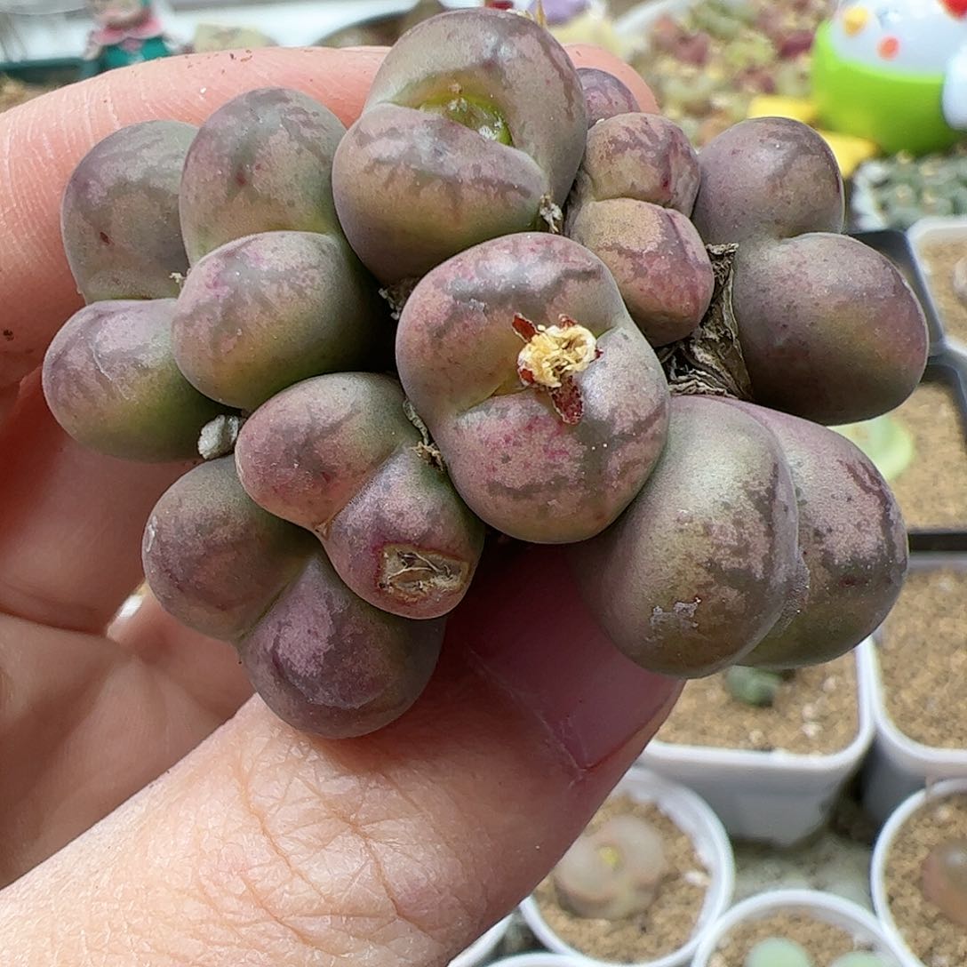 【闪购商品】189 变异