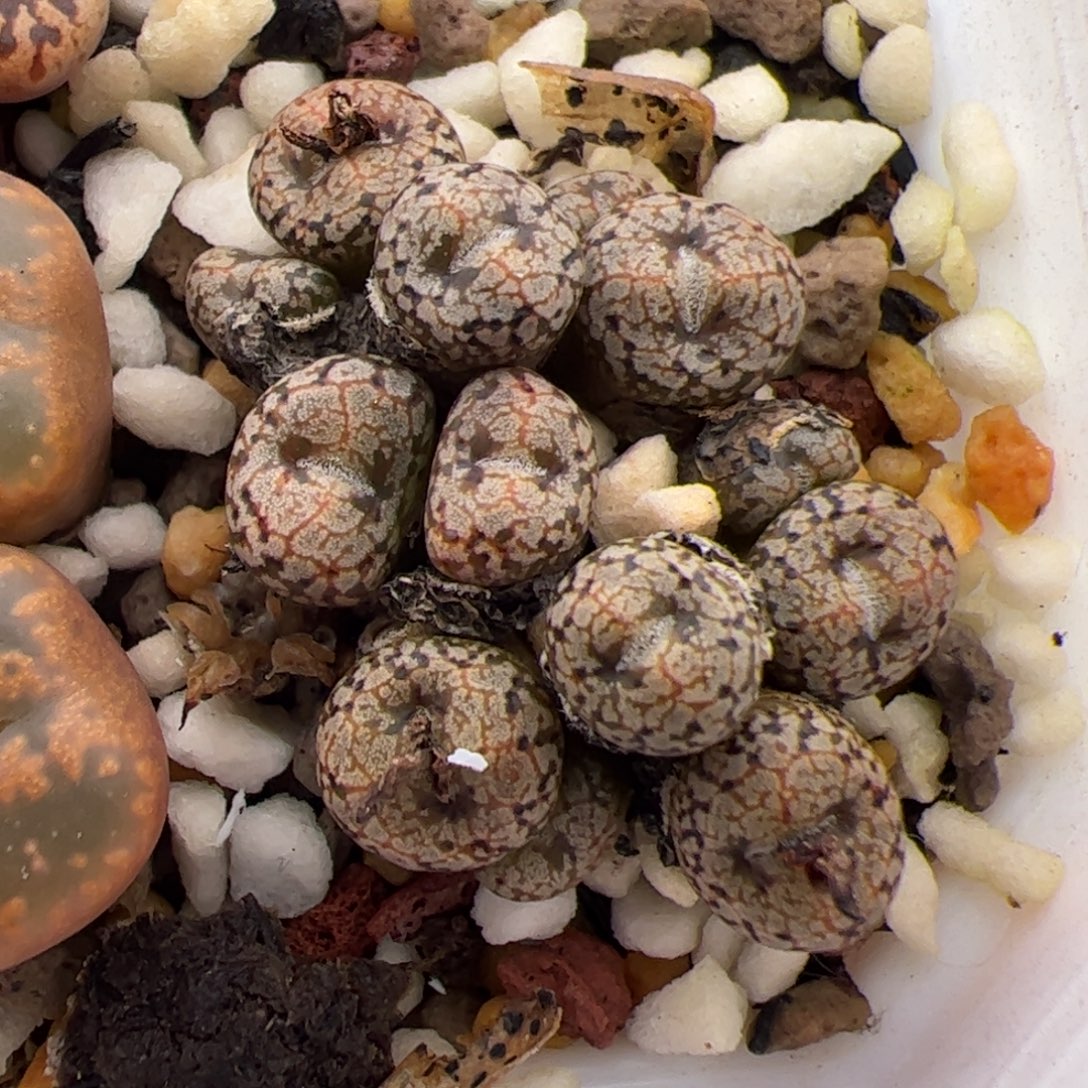 098号康菩提 多肉植物