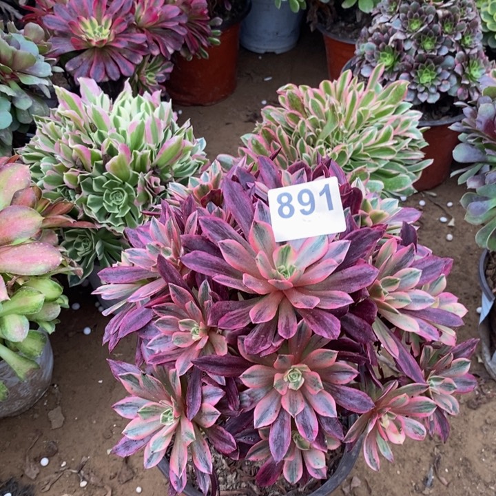 891白婚纱手捧多肉