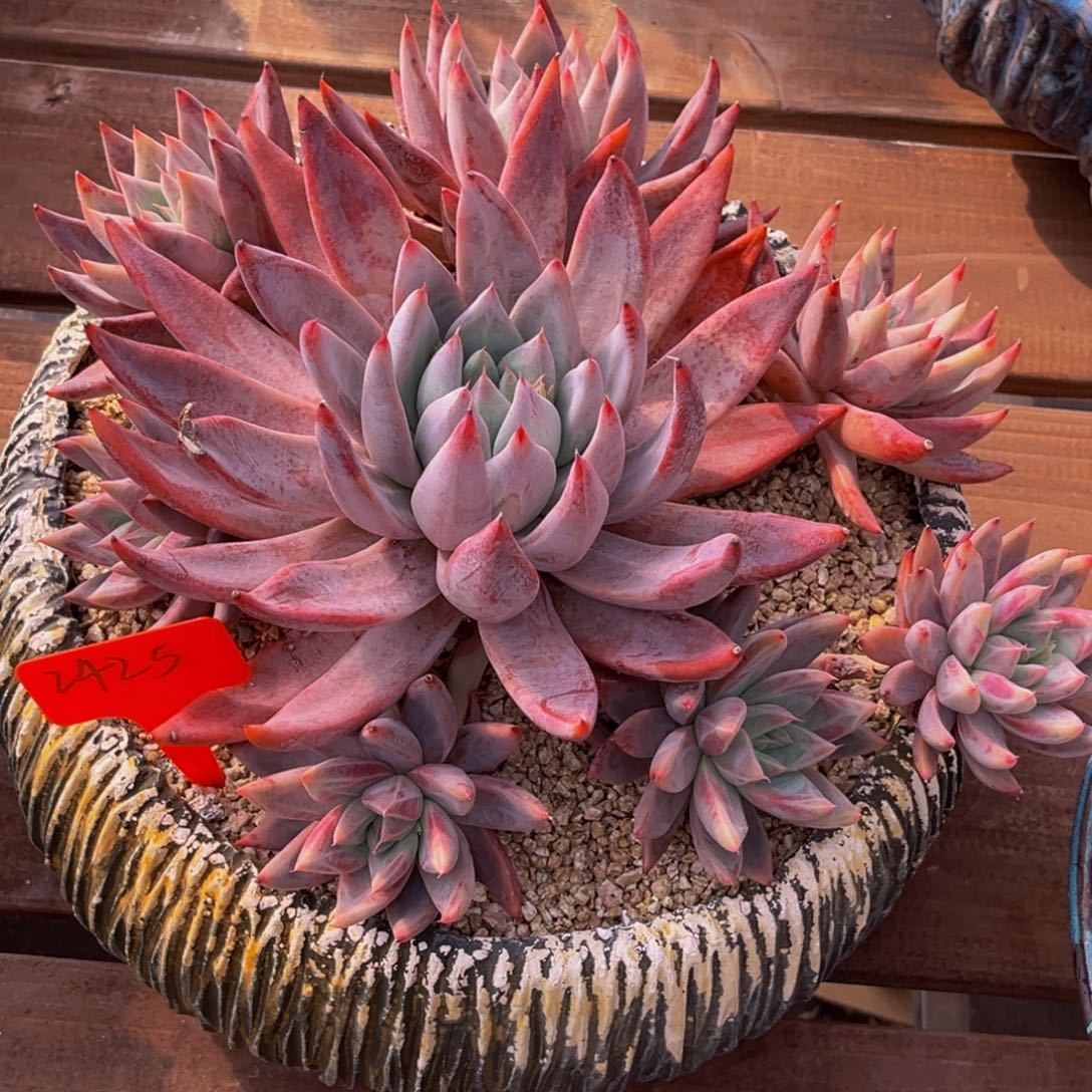 2425号上午多肉植物群生多肉植物