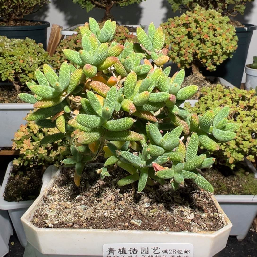 d3168玉米枝干盆栽