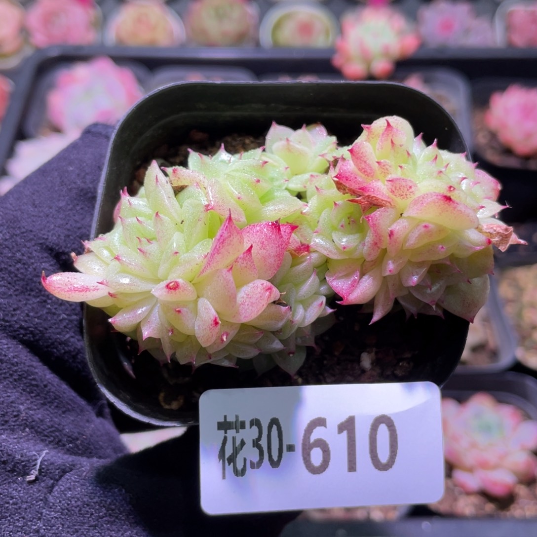 花利美30-610麦秆