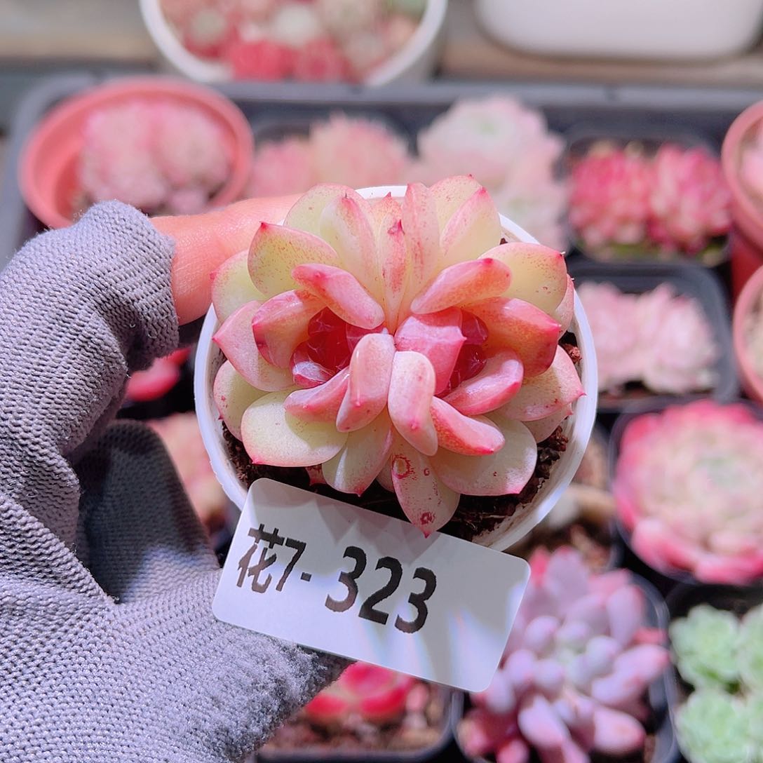 花07-323新品双头
