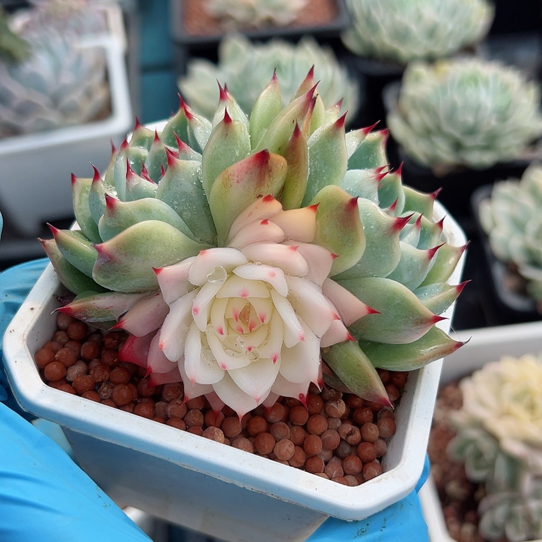 吉娃娃锦，阴阳锦