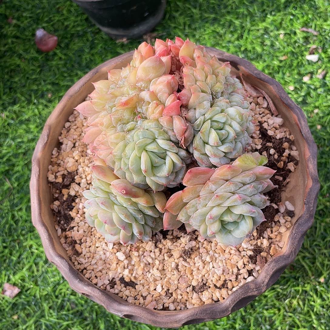 冰魄缀化老桩多肉植物