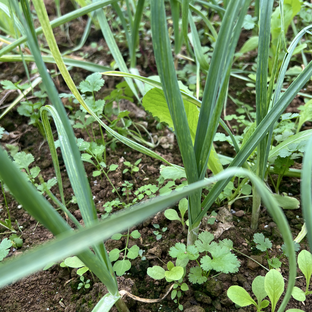 湘西农家自种蒜苗现挖现发