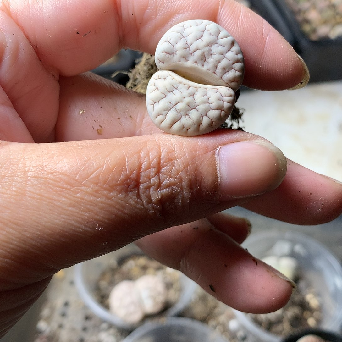 A331多肉植物保护