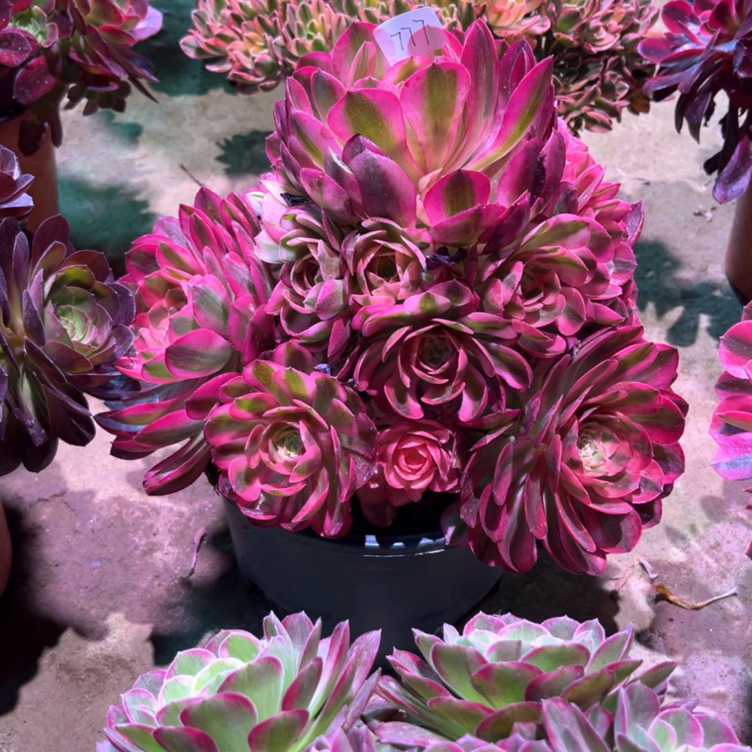 多肉植物荔枝777