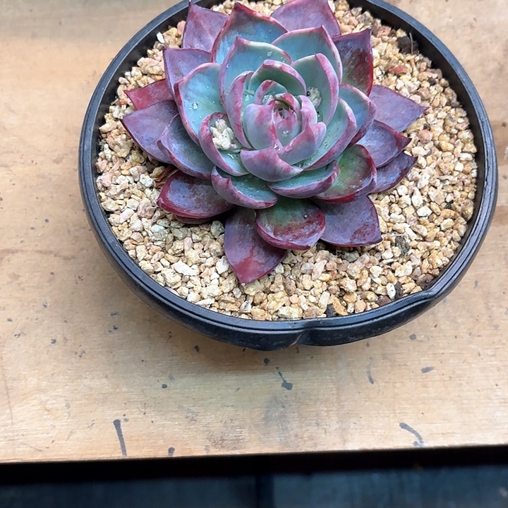 多肉植物，惊魂仙子
