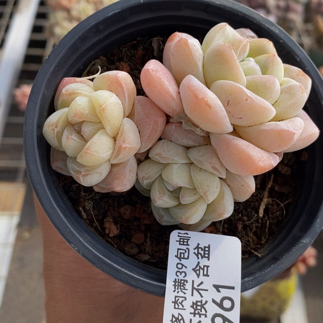 冰玉961/7c m不包整