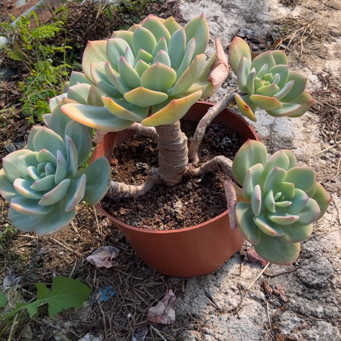 【闪购商品】无花朵大****零