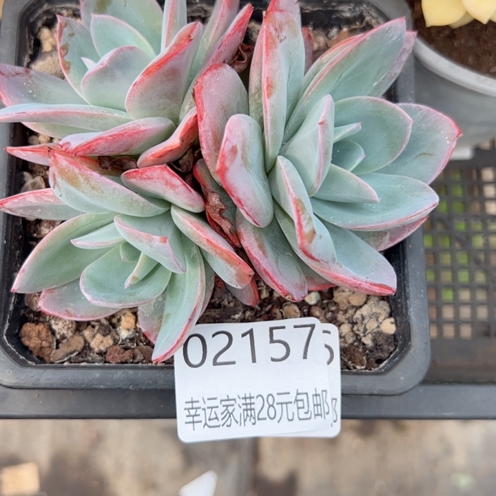 幸运的是我的朋友