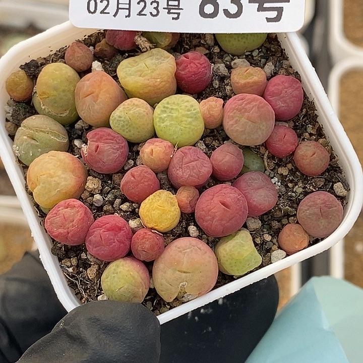 桃喜花园0223-83翠光玉