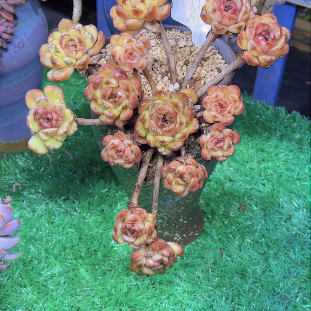 黄水晶2225多肉植物