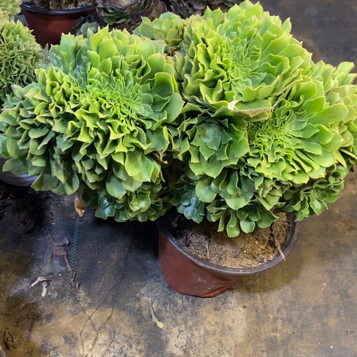 绿羊绒多肉断头不包676