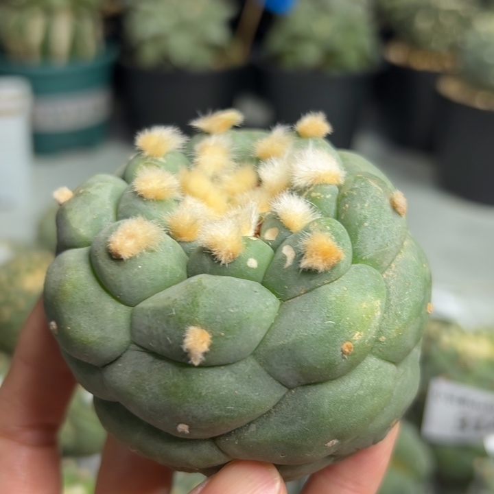 360 无根 仙人球的故事是