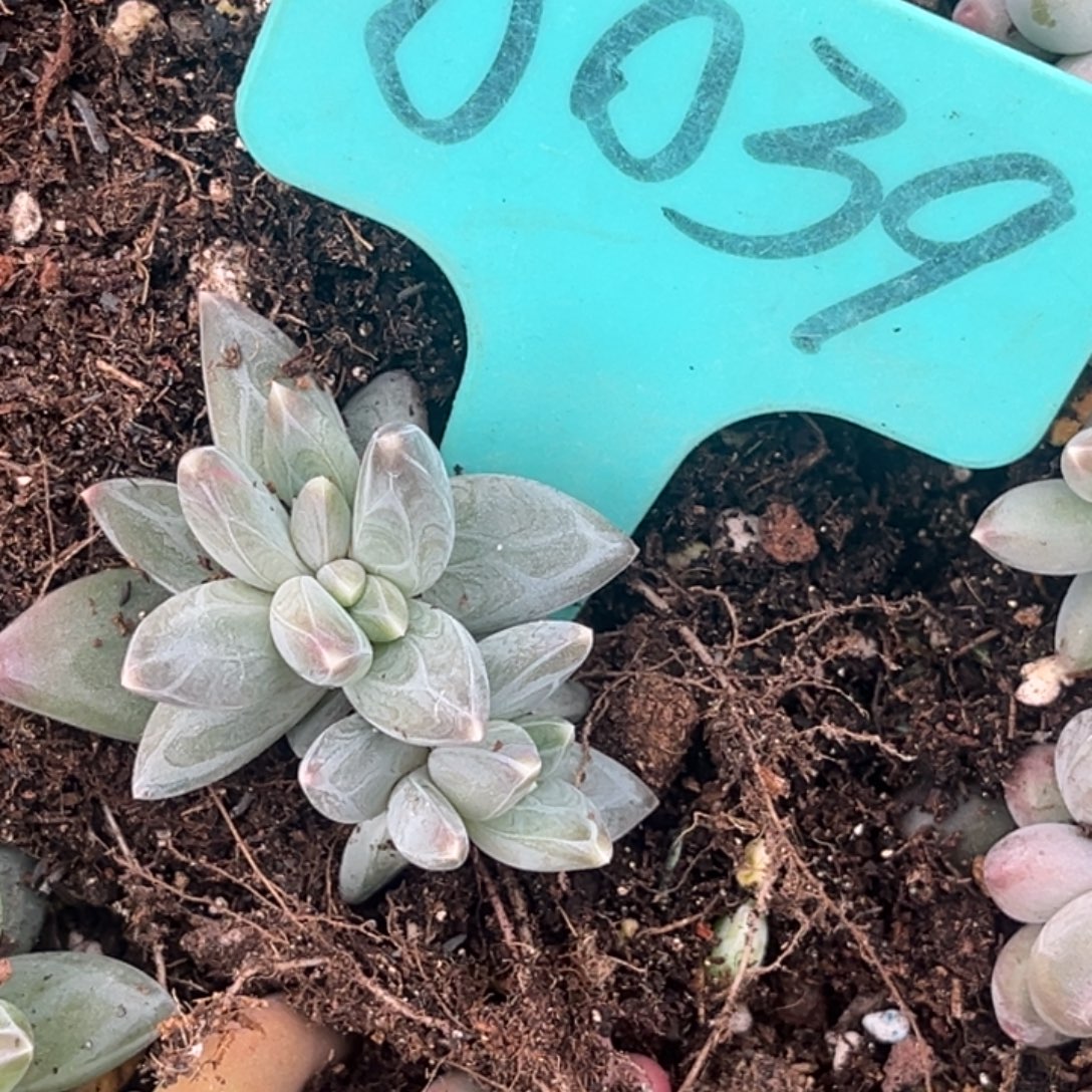 鱼****0039号上午多肉植物群生多肉