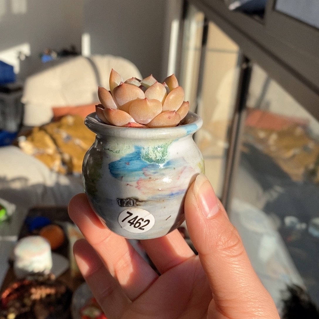 土***?花盆拍5送一个小礼物