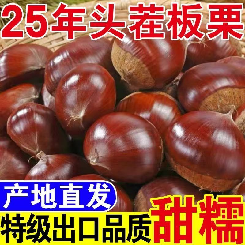 特级品质【五斤装】丹东生栗子板栗新鲜现摘生栗子菜栗不难剥皮板栗