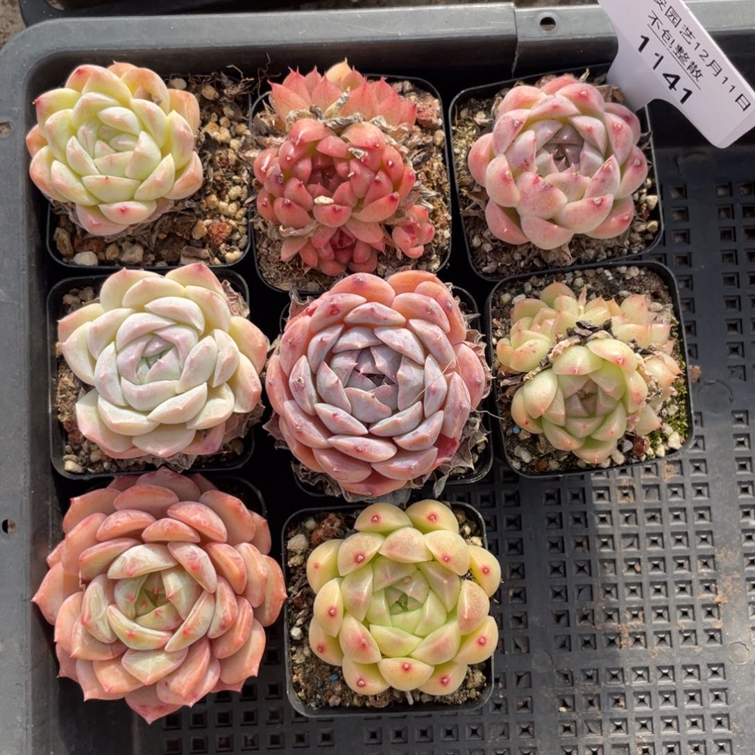 不包整散 盆子不售后1141