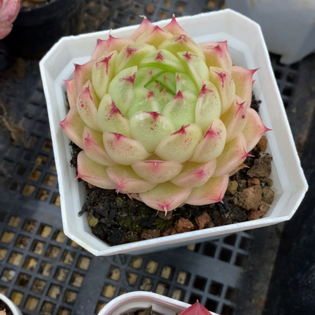 精品多肉一物一批不包整243